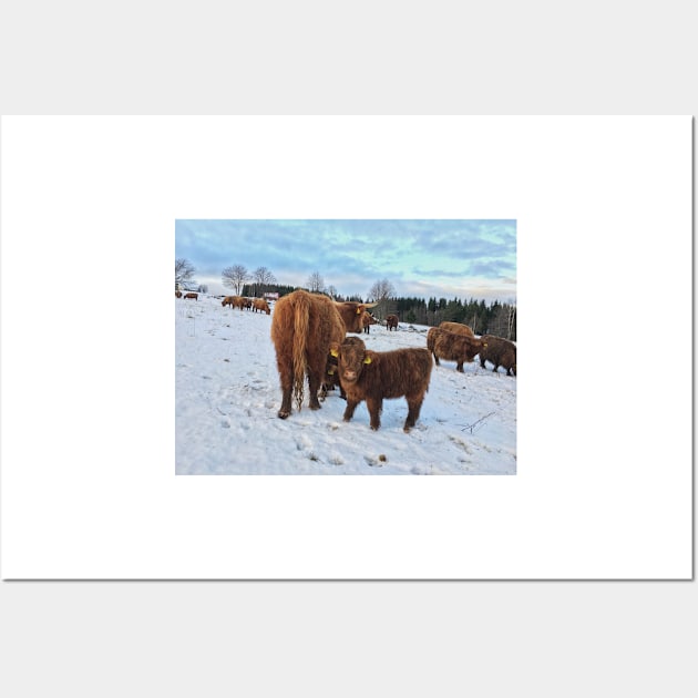 Scottish Highland Cattle Cows and Calves 1607 Wall Art by SaarelaHighland